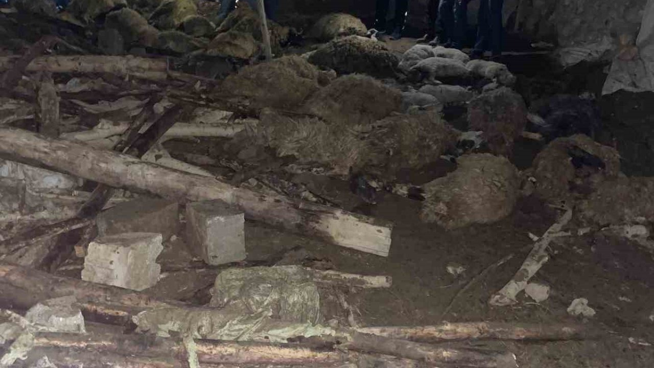 Van Gürpınar'da Ahır Çöktü 56 Küçükbaş Hayvan Telef Oldu