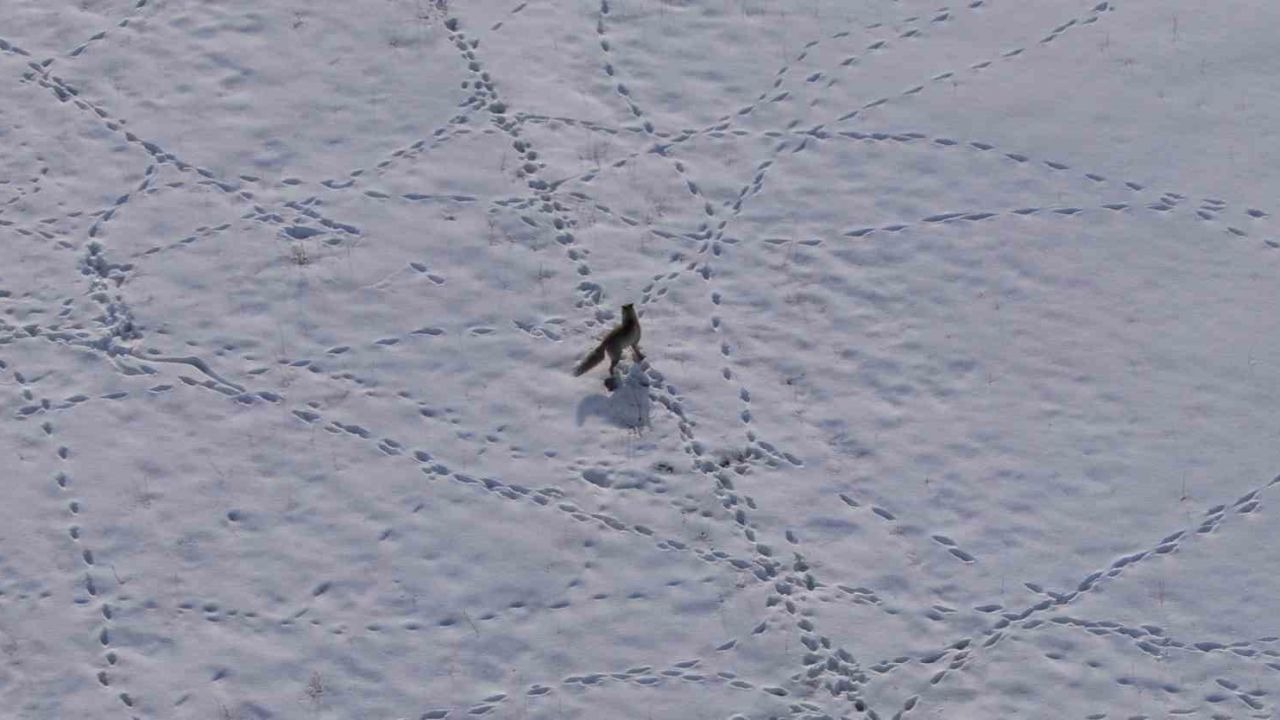 Van Kırsalında Doğanın Kanunu: Aç Kalan Tilkinin Hayatta Kalma Mücadelesi