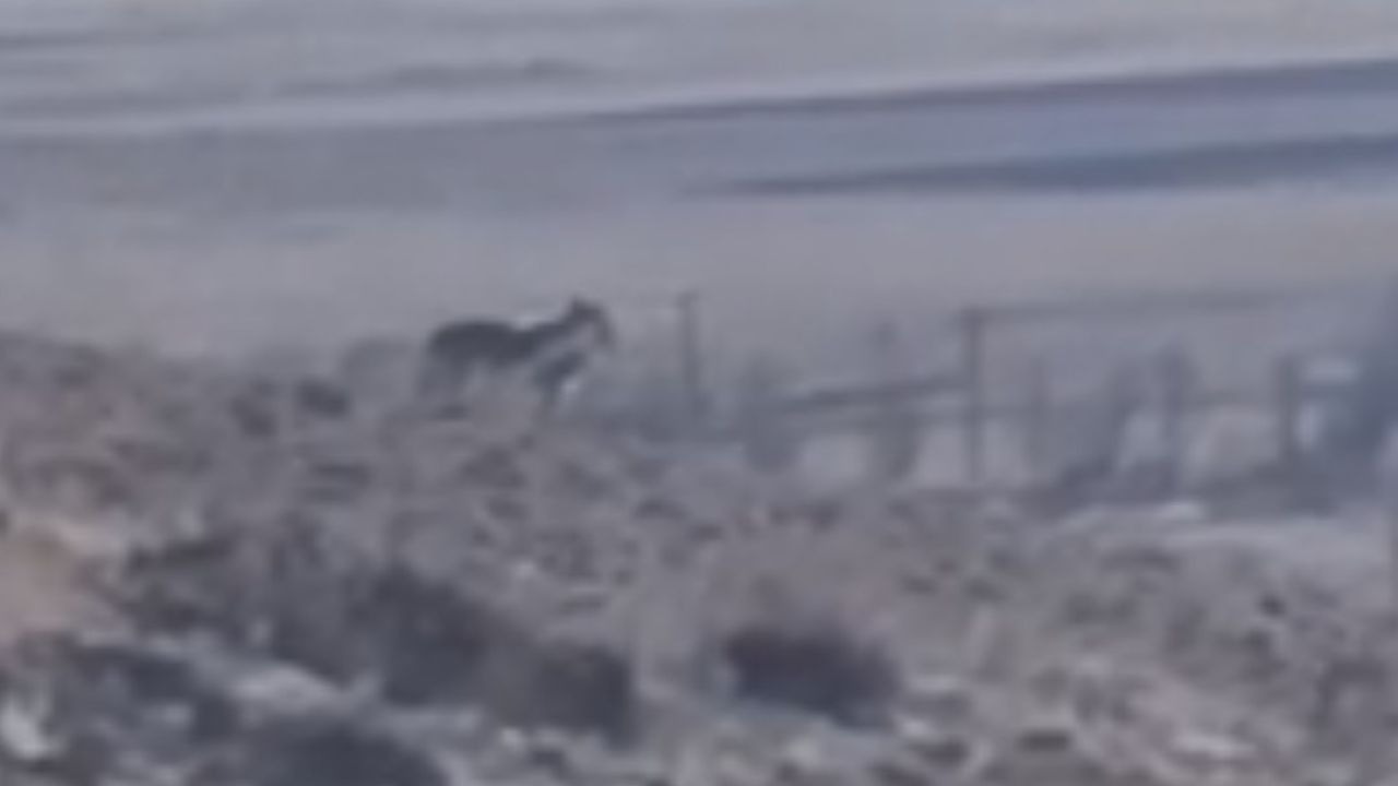 Van Özalp’te Kurt Alarmı: Sürüye Yaklaşan Kurtlar Cep Telefonu Kamerasında