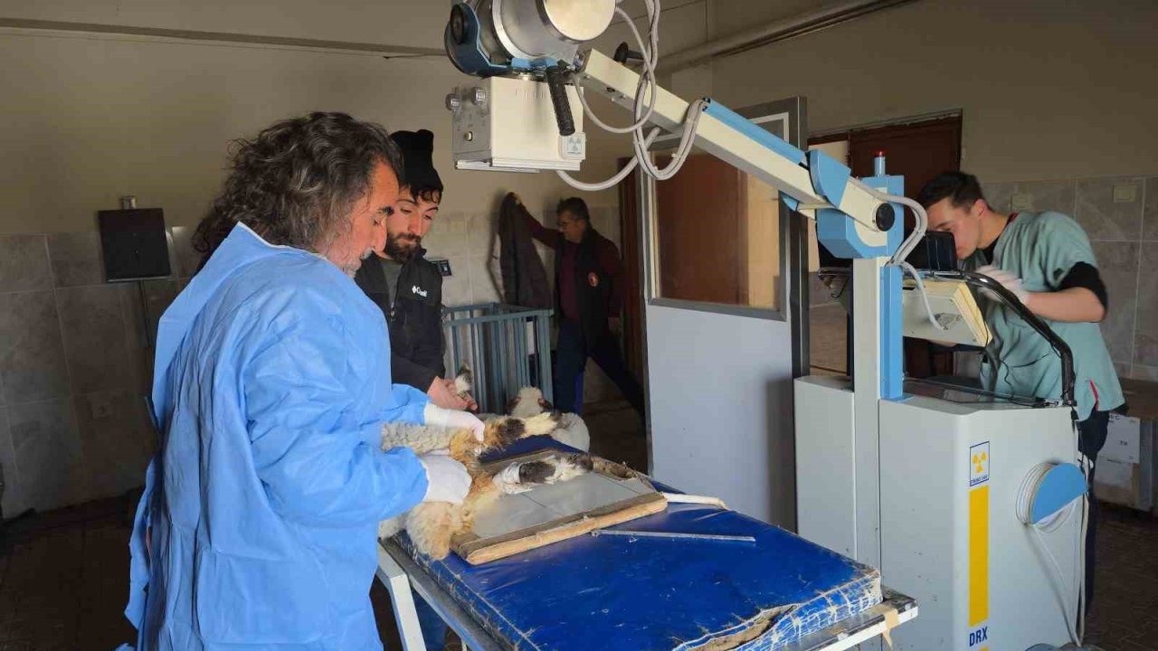 Van Tuşba'da Depremde Yaralanan Kuzular Tedaviye Alındı