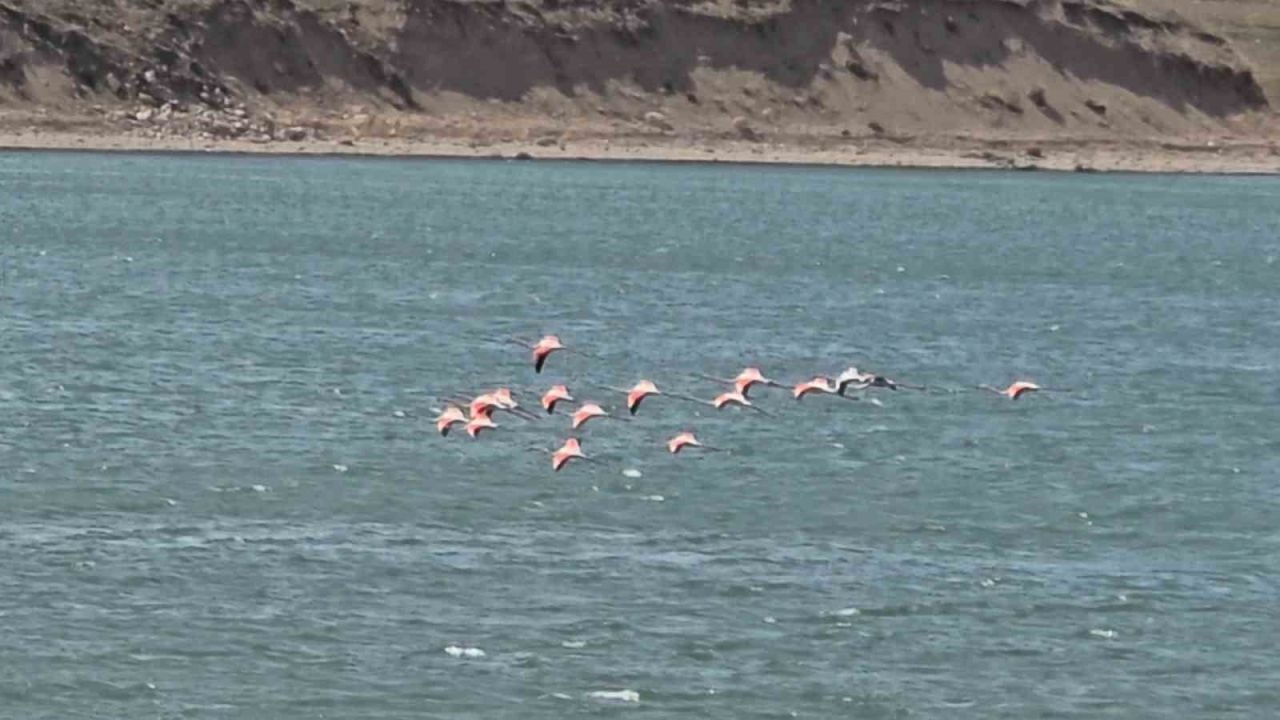 Van’da Baharın Müjdecisi: Flamingolar Erçek Gölü’ne Geldi