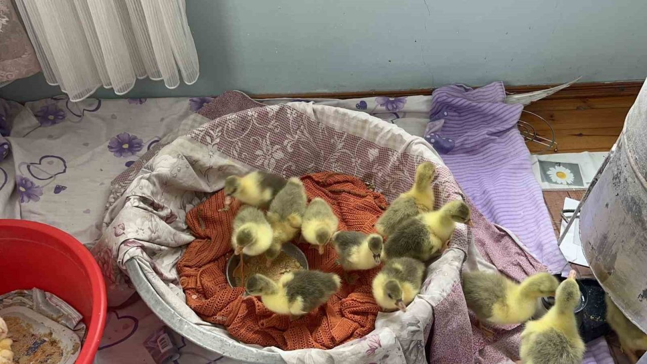 "Yerli Irk Tehdit Altında": Karslı Üreticilerden Dışarıdan Gelen Kaz Uyarısı