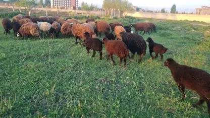 Yeşeren Meralarla koyunlar kuzularıyla buluştu