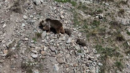 Erzurum Oltu'da Bozayı ve Yavruları Dron İle Görüntülendi: Anne Ayıdan Yavru Nöbeti