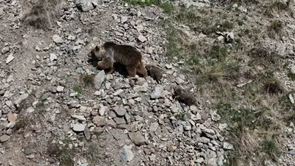 Erzurum Oltu'da Bozayı ve Yavruları Dron İle Görüntülendi: Anne Ayıdan Yavru Nöbeti