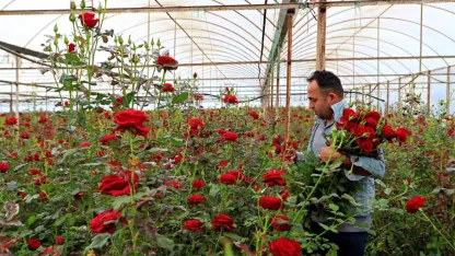 Serada 20 TL, Vitrinde 200 TL! Gül Üreticisi Dertli