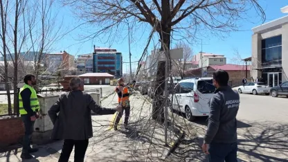 Ardahan'da Bahar Temizliği: Ağaçlar Uzman Ellerle Budanıyor