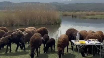 Ağrı Dağı eteklerin koyun sürü çobanları yayla yolculuğu son hazırlık