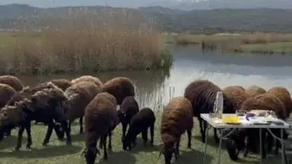 Ağrı Dağı eteklerin koyun sürü çobanları yayla yolculuğu son hazırlık