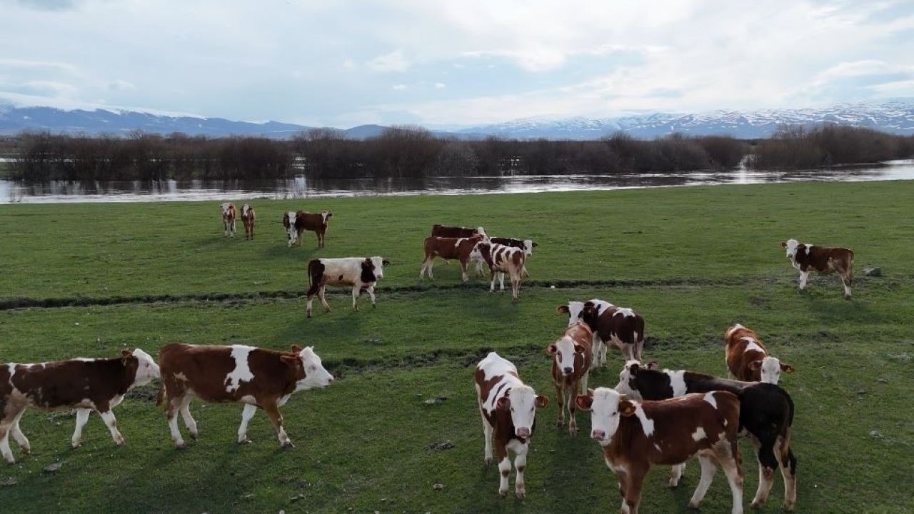 Ardahan’da Mera Sezonu Başladı: Besiciler Uzun Kışın Ardından Sahada