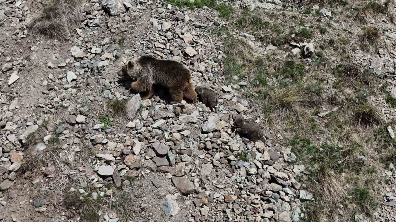 Erzurum Oltu'da Bozayı ve Yavruları Dron İle Görüntülendi: Anne Ayıdan Yavru Nöbeti