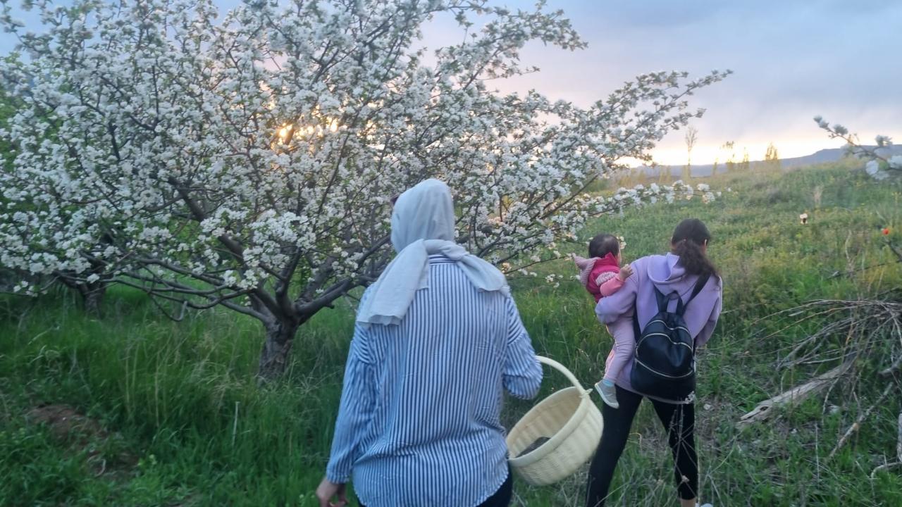 Gaziler köyü çiçek açan elma ağaçlarıyla büyülüyor