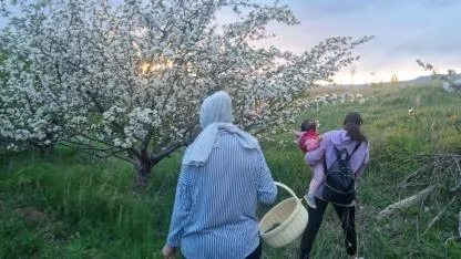 Gaziler köyü çiçek açan elma ağaçlarıyla büyülüyor
