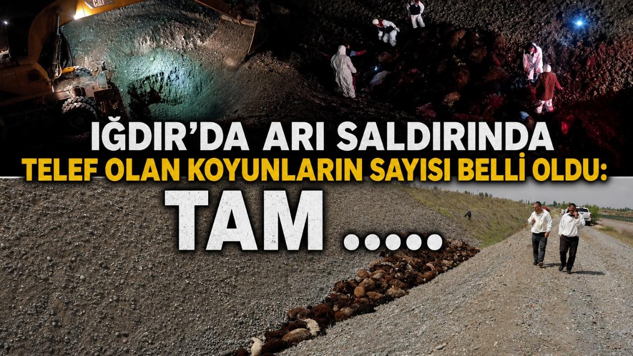 Iğdır’da Arı Saldırında Telef Olan Koyunların Sayısı Belli Oldu