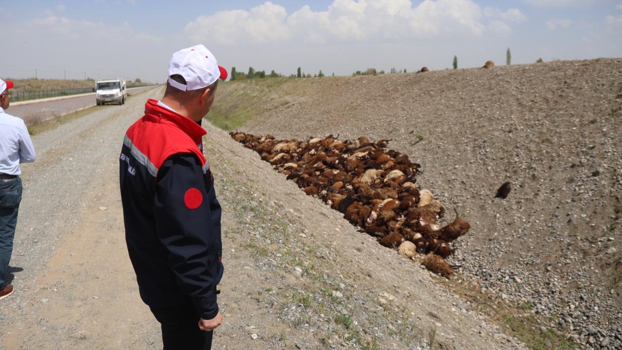 Iğdır'da arı saldırısı hayvanların telef olduğu bölgede çalışma başlatıldı