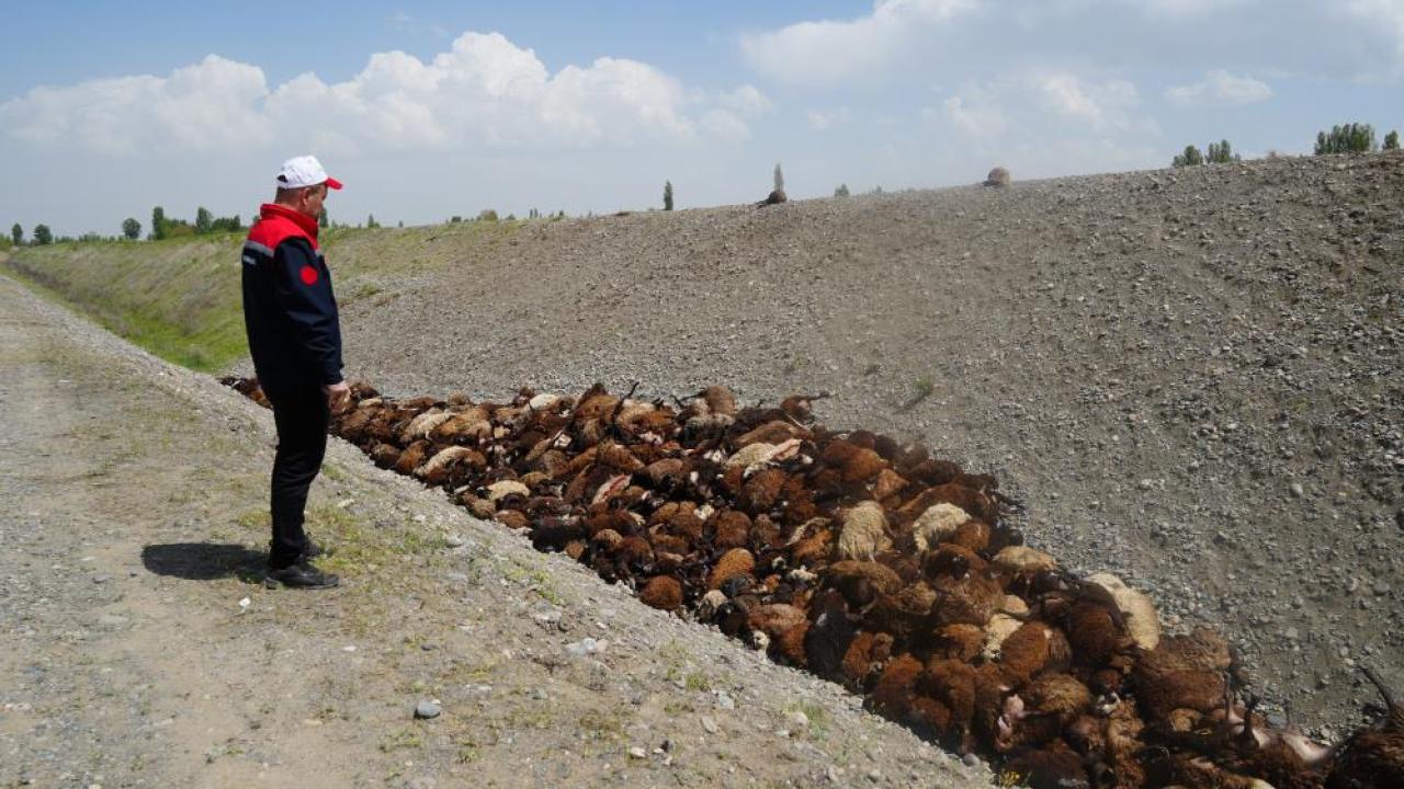 Iğdır'da Arılar Saldırdı, Sürü Birbirini Ezdi: Hasar Tespiti Sürüyor