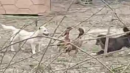 Iğdır’da Şaşırtan Görüntüler: Horozların Kavgasını "Barış Elçisi" Köpekler Ayırdı!