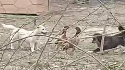 Iğdır’da Şaşırtan Görüntüler: Horozların Kavgasını "Barış Elçisi" Köpekler Ayırdı!