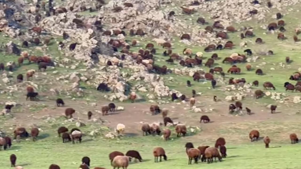Iğdır’da Yağmur Bereketi: Ağrı Dağı Eteklerine Sürüler İndi