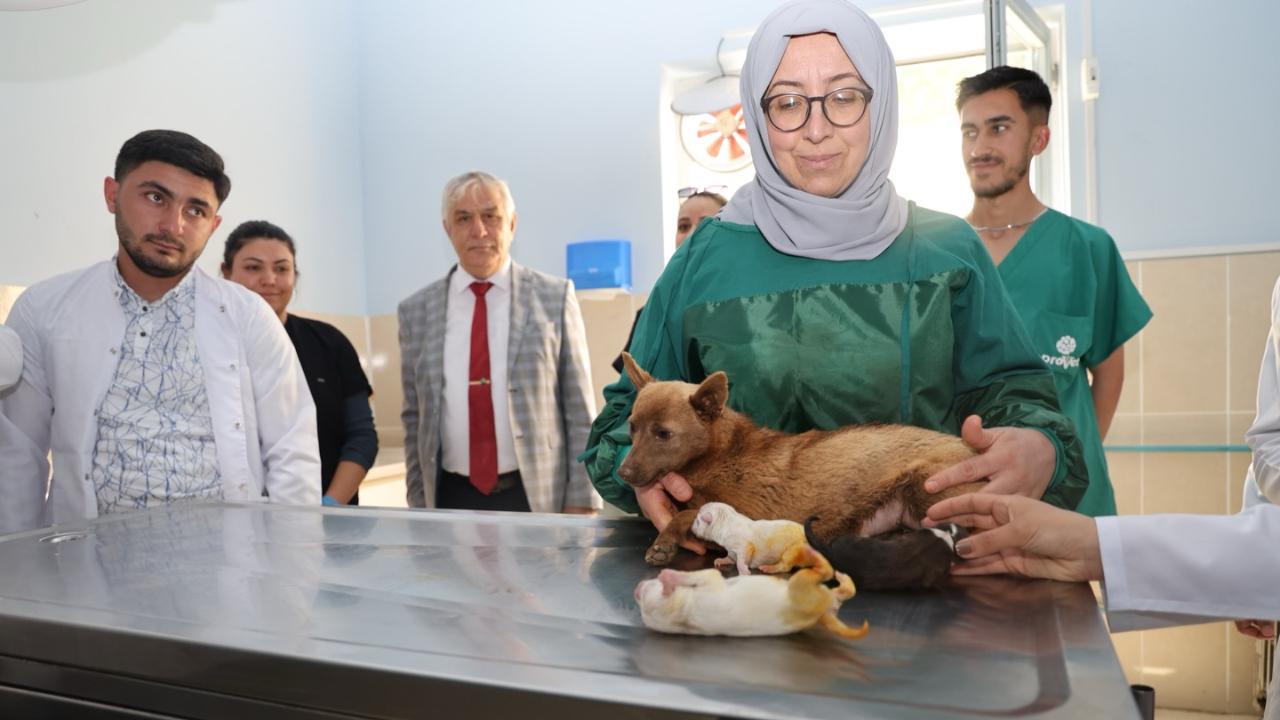 İki Devlet Tek Eğitim: Nahçıvanlı Gençler Iğdır'da