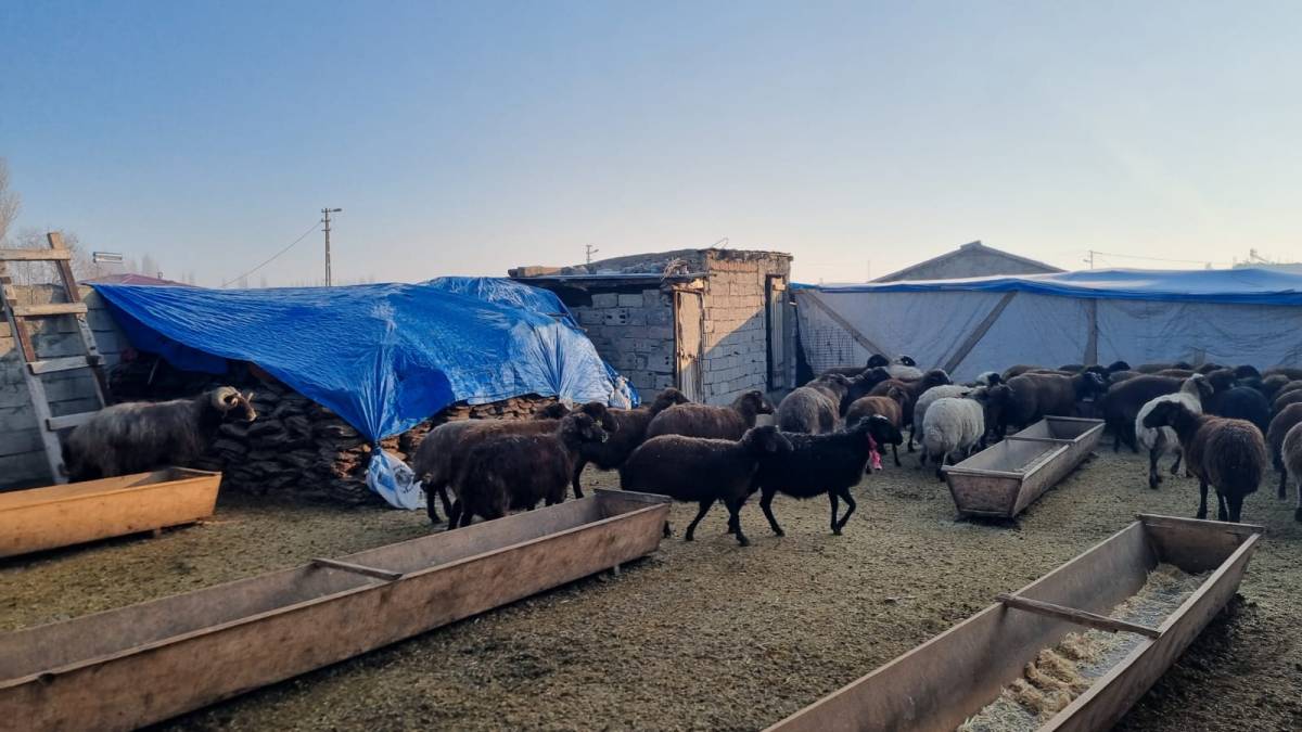 Iğdır’da Yayladan Dönen Koyun Sürüleri Ahırlarda Kış Bakımına Alındı