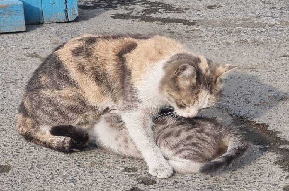 Iğdır’da Sokak Hayvanlarına Şefkat Eli: Yaşlı Adam ve Sürücüler Örnek Davranış Sergiledi
