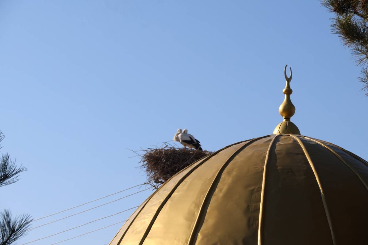 Iğdır’da leylekler cami kubbelerini mesken tuttu
