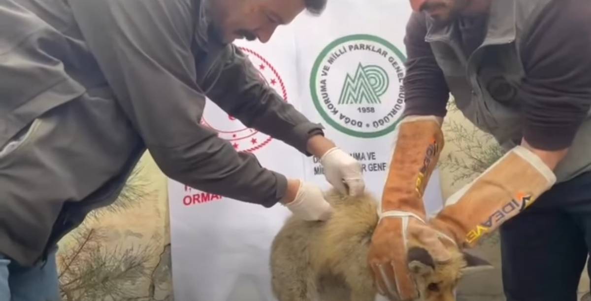Iğdır’da Yaralı Kızıl Tilki Tedavi Edilerek Doğaya Salındı