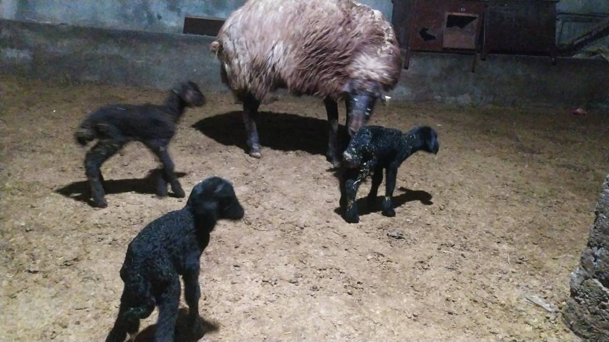 Harmandöven Köyü’nde Bereketli Sabah: Üreticinin Yüzünü Güldüren Üçüz Kuzu Sürprizi