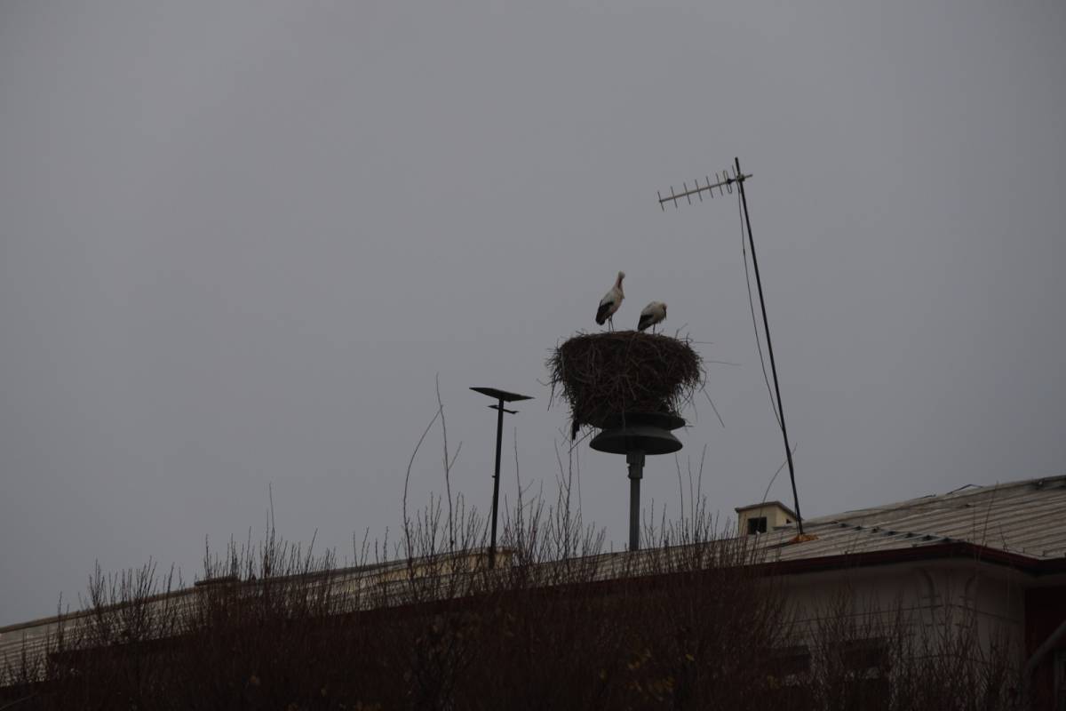 İklim değişikliği Iğdır'daki leylekleri göç etmekten vazgeçirdi
