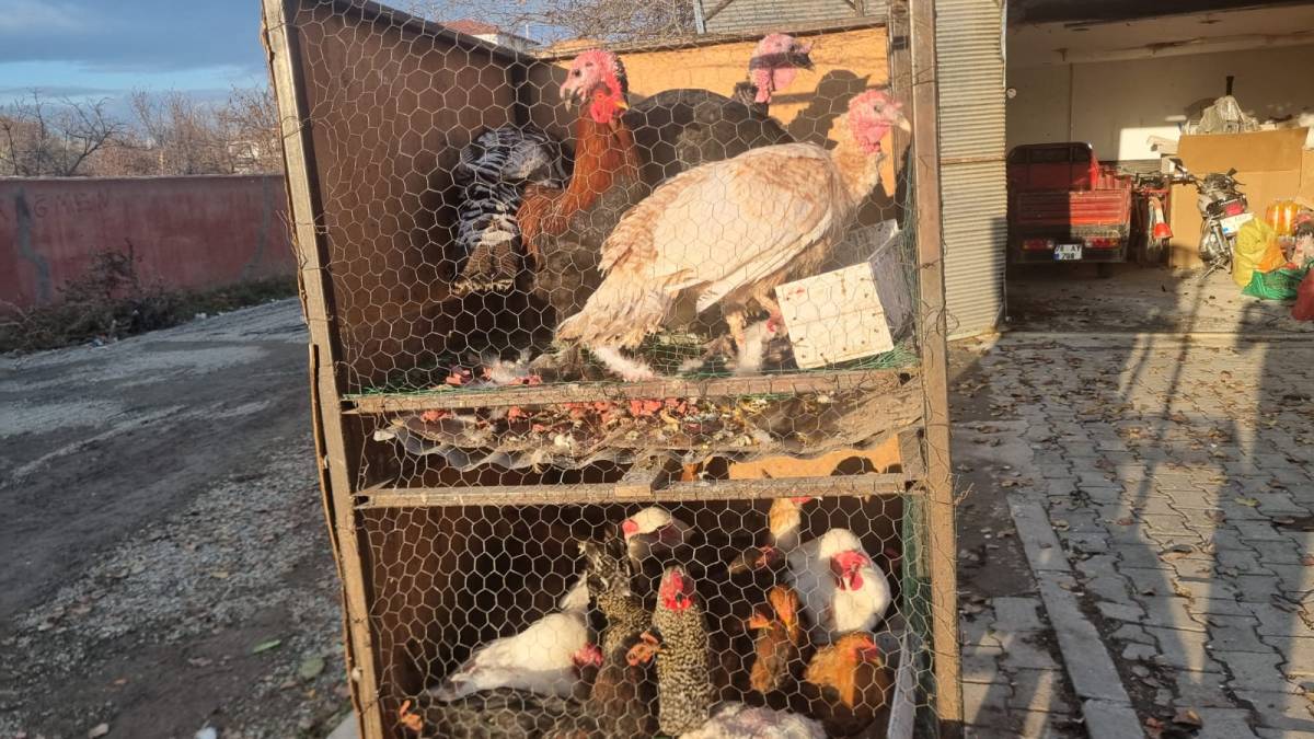 Iğdır’da “yılbaşı hindileri” pazarda yerini aldı