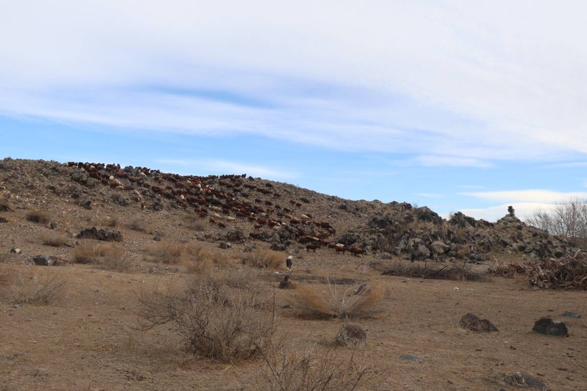 Iğdır’da Yayladan Dönen Koyun Sürüleri Ahırlarda Kış Bakımına Alındı