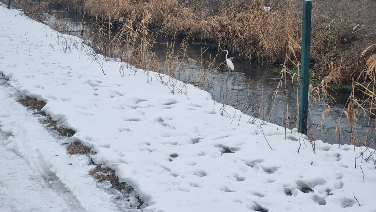 Iğdır’ın Sembolü  Büyük Ak Balıkçıllar Kent Merkezinde Görüntülendi