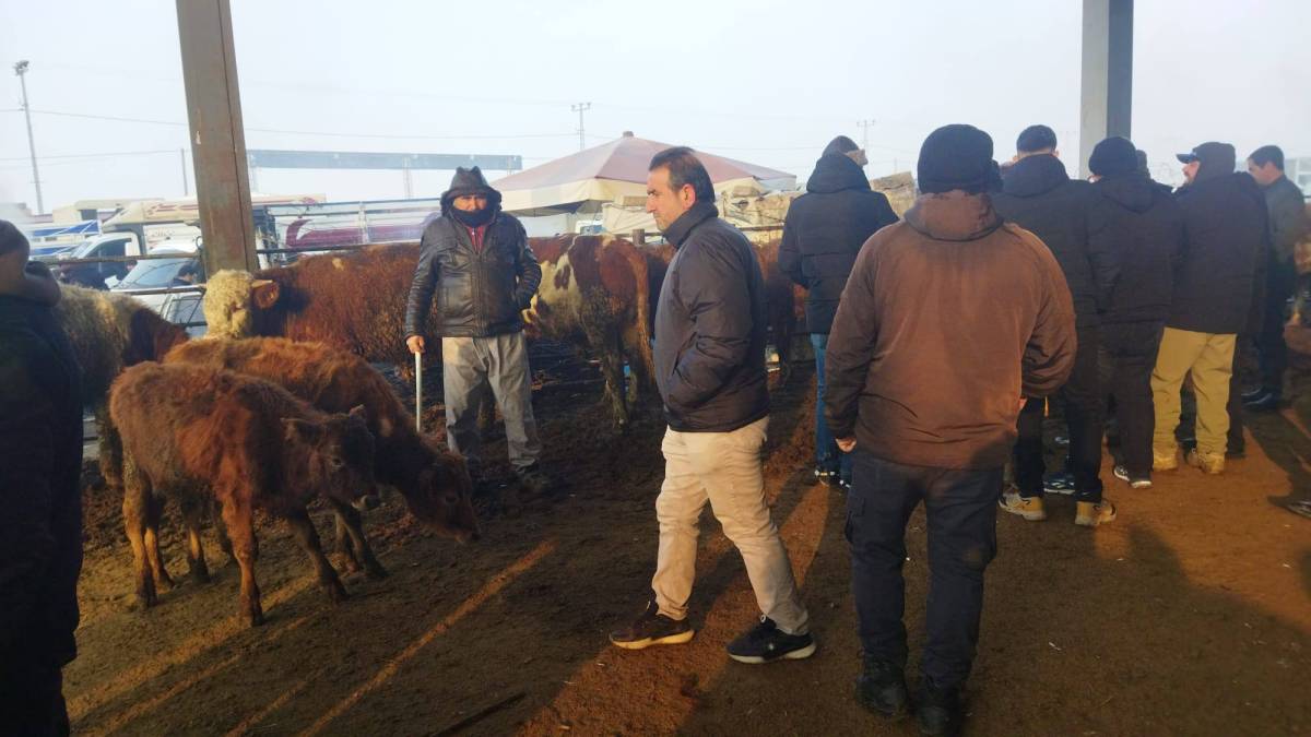 Iğdır’da Soğuk Hava Ticareti Durduramadı: Hayvan Pazarı’nda Şafak Vakti Canlılığı
