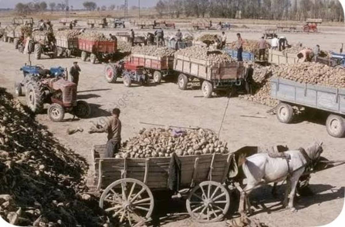 Iğdır’ın Şekerpancarıyla Yazılan Kayıp Hikayesi