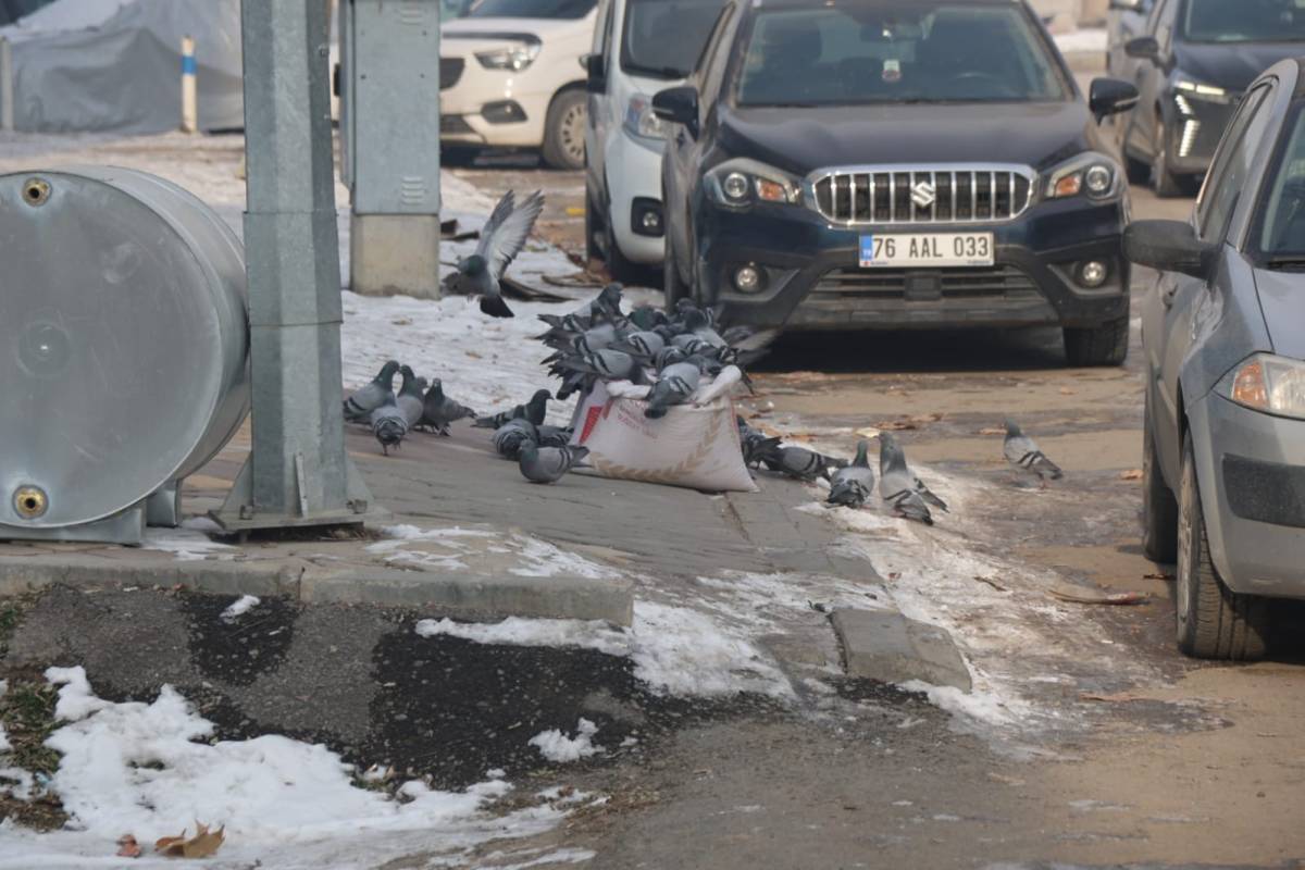 Iğdır'da Soğuk Havalar En Çok Sokak Hayvanlarını Zorluyor
