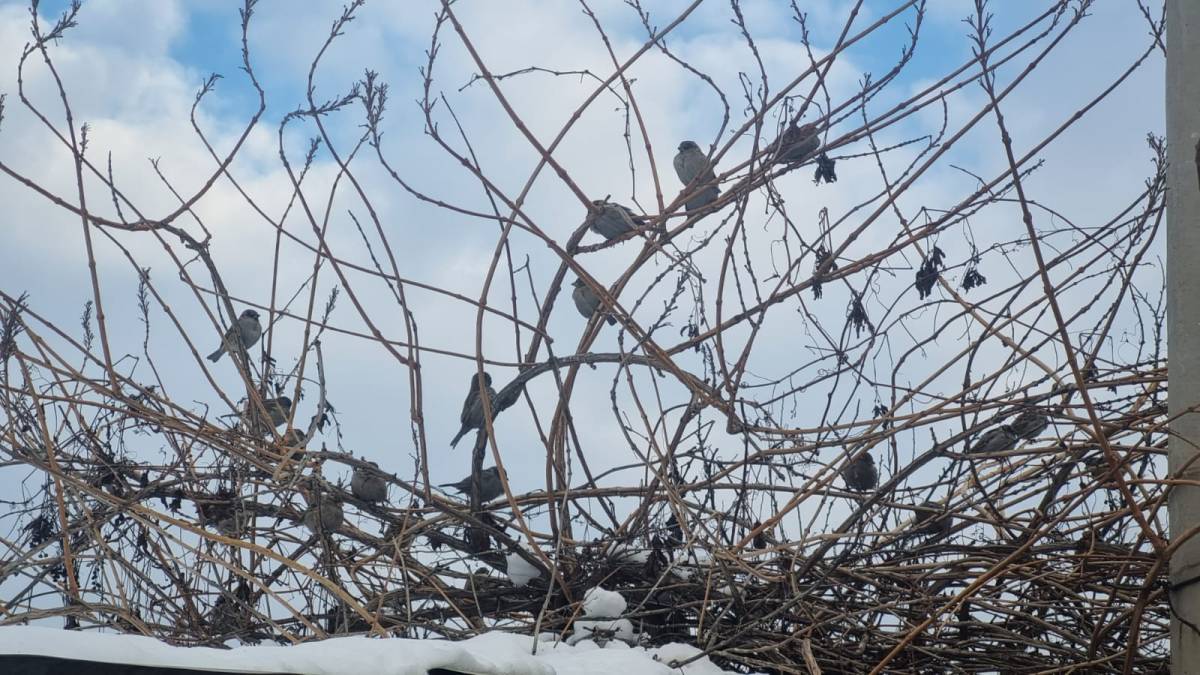Iğdır’da Soğuk Hava Yaban Hayatını Zorluyor: Serçeler Çalılardaki Tohumlarla Hayatta Kalıyor