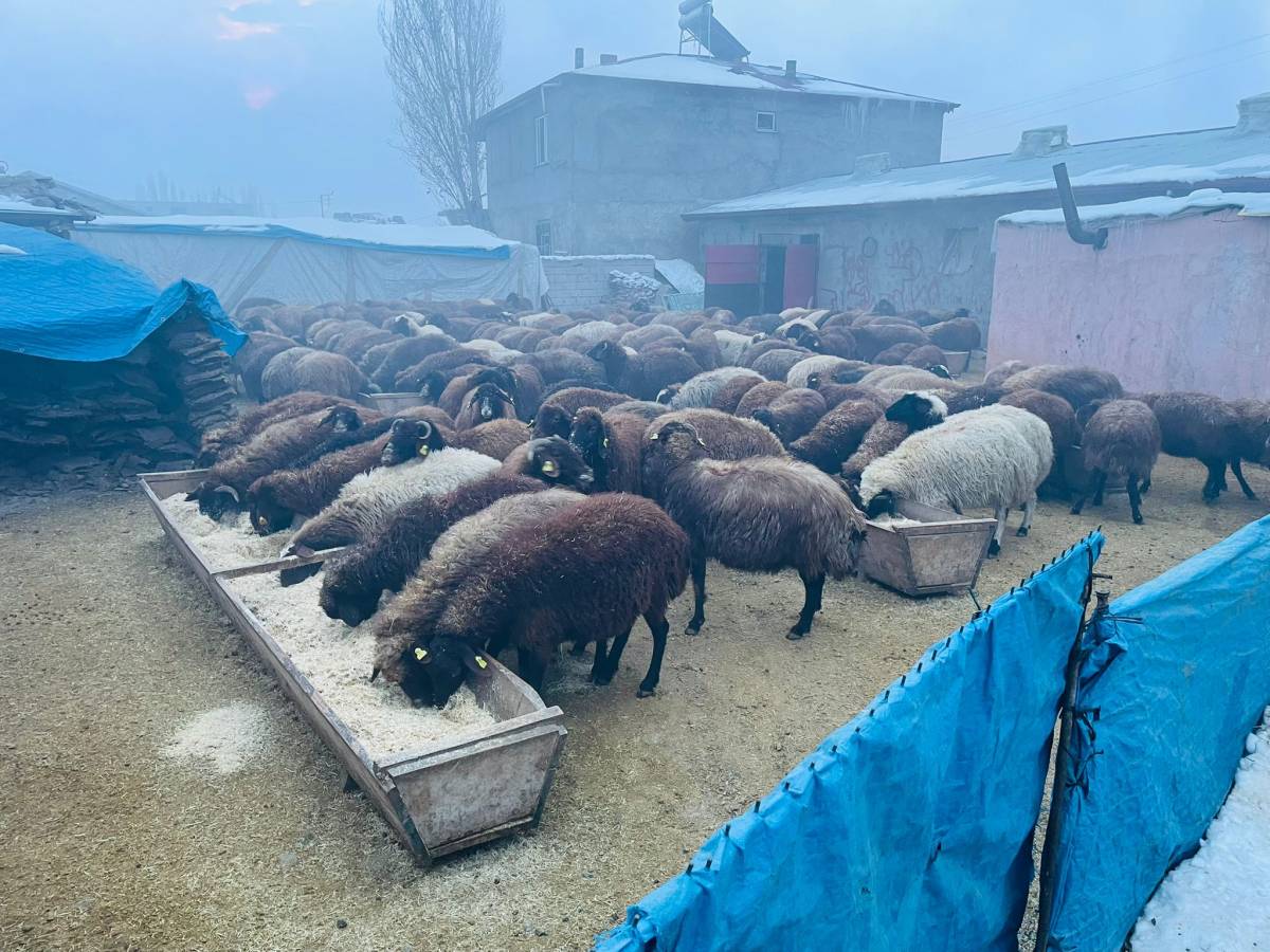 Iğdır’da Kar Yağışı Küçükbaş Hayvancılığı Ahırlara Taşıdı