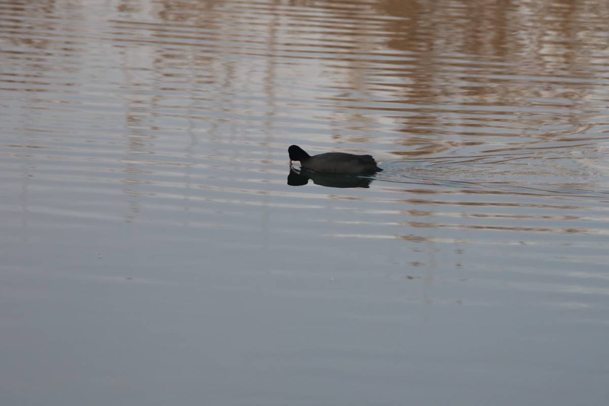 Ağrı Dağı Milli Parkı Kuş Türleri 2026: Karasu Sulak Alanı'nda 209 Tür Kayıt Altında