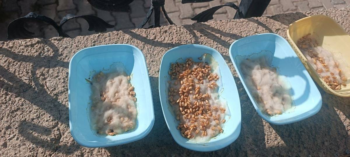 Iğdır’da Trajikomik Hırsızlık: Vatandaş “İsteselerdi Verirdim” Diyerek Sitem Etti