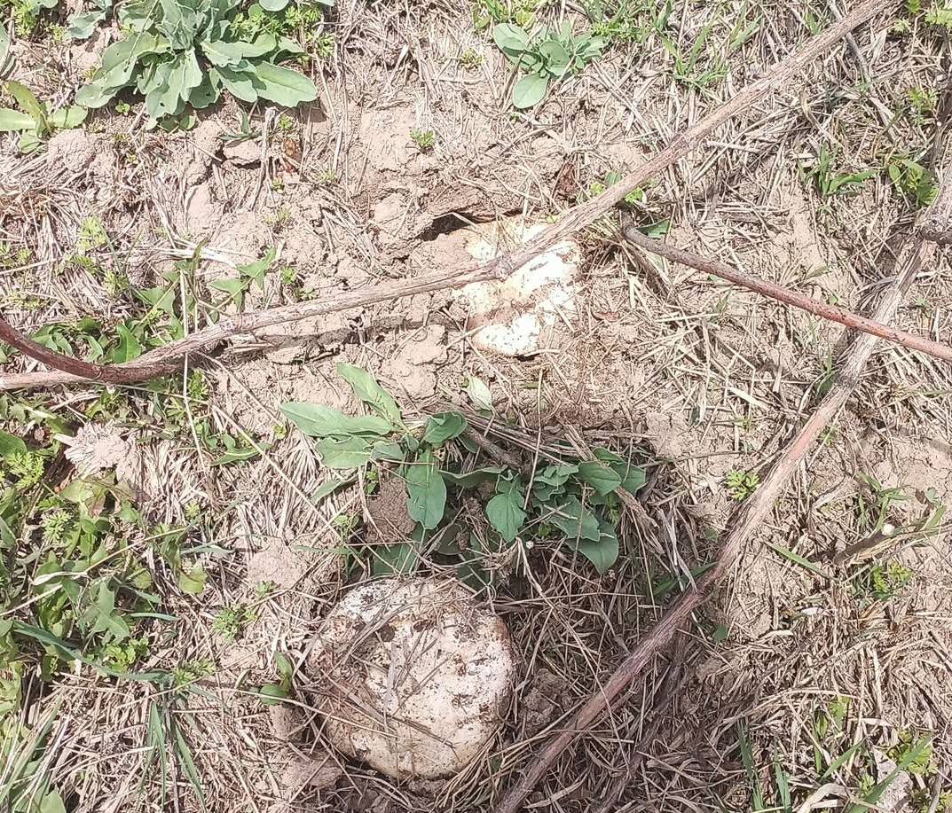 Iğdır Ziraat Odası’ndan Vefa: Başkan Bağrı, Başarılı Muhtarı Ödüllendirdi!