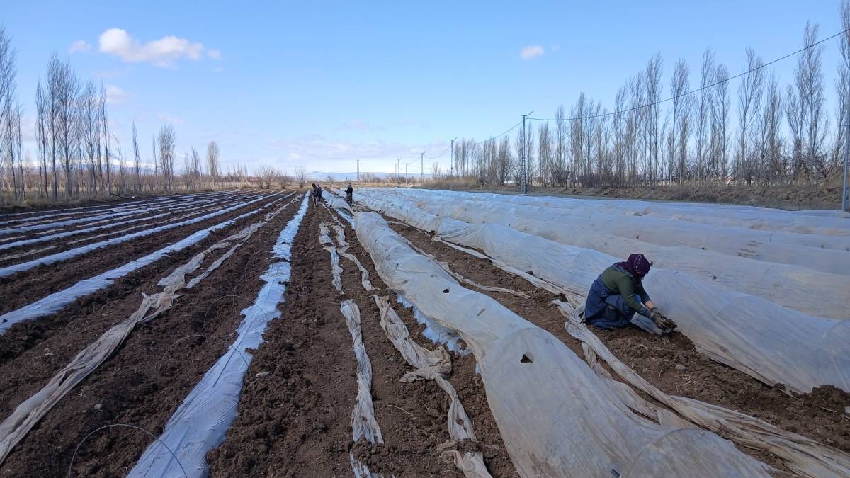 Iğdır’da karpuz fideleri toprakla buluştu