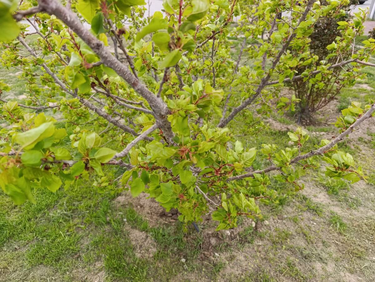 Iğdır’da Zirai Don Mesaisi: Kayısı Üreticisine Destek Çağrısı