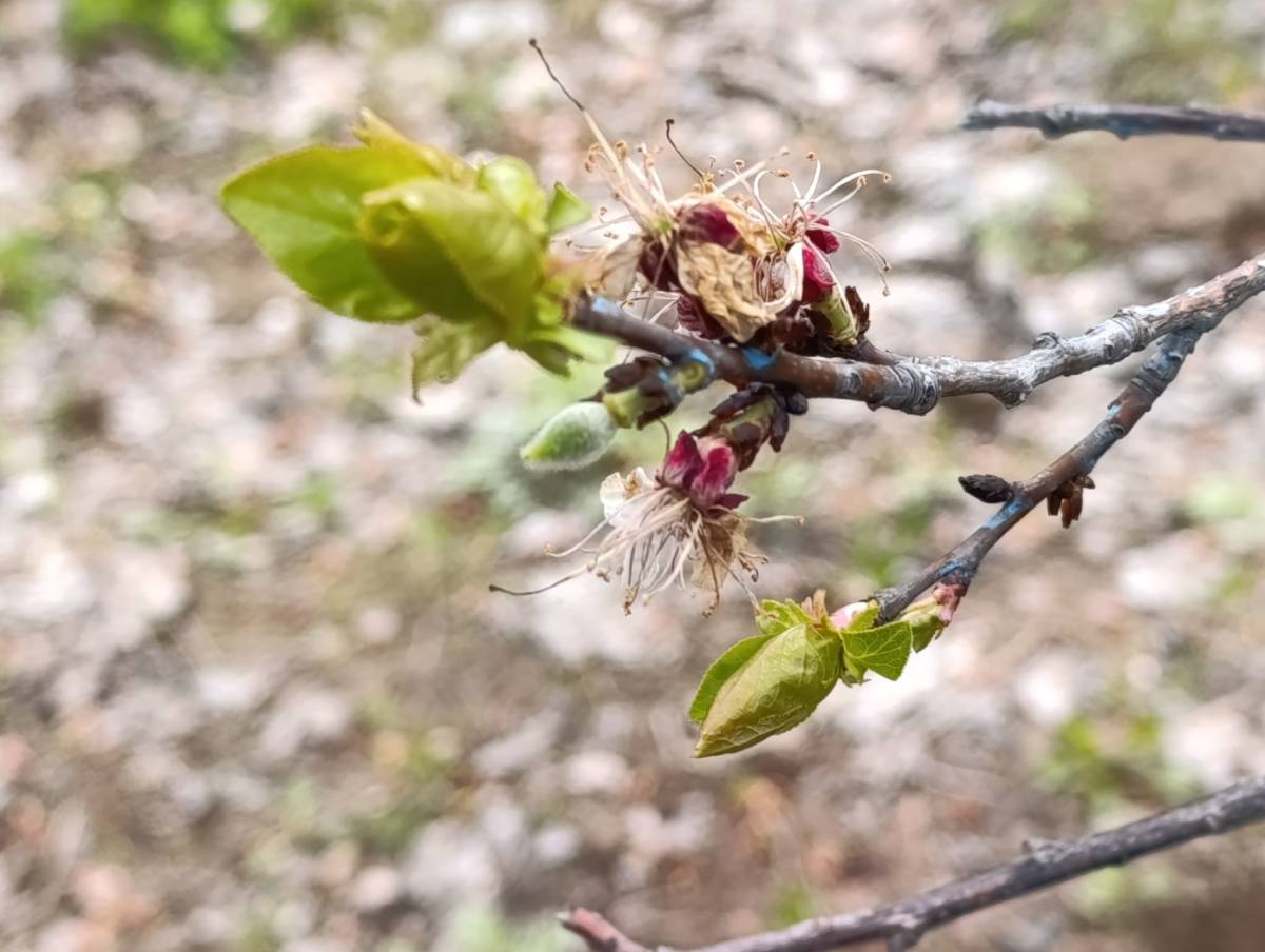 Bahçelerde Gece Nöbeti: Iğdır’da Meyve Ağaçları İçin Don Alarmı