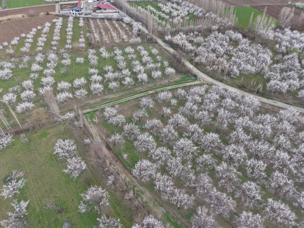 Iğdır'da Bir İlk: Kayısı Çiçeği Festivali Başlıyor!