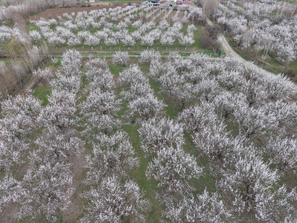 Kartpostallık Manzaralar: Iğdır’da Kayısı Çiçekleriyle Gelen Bereket Umudu