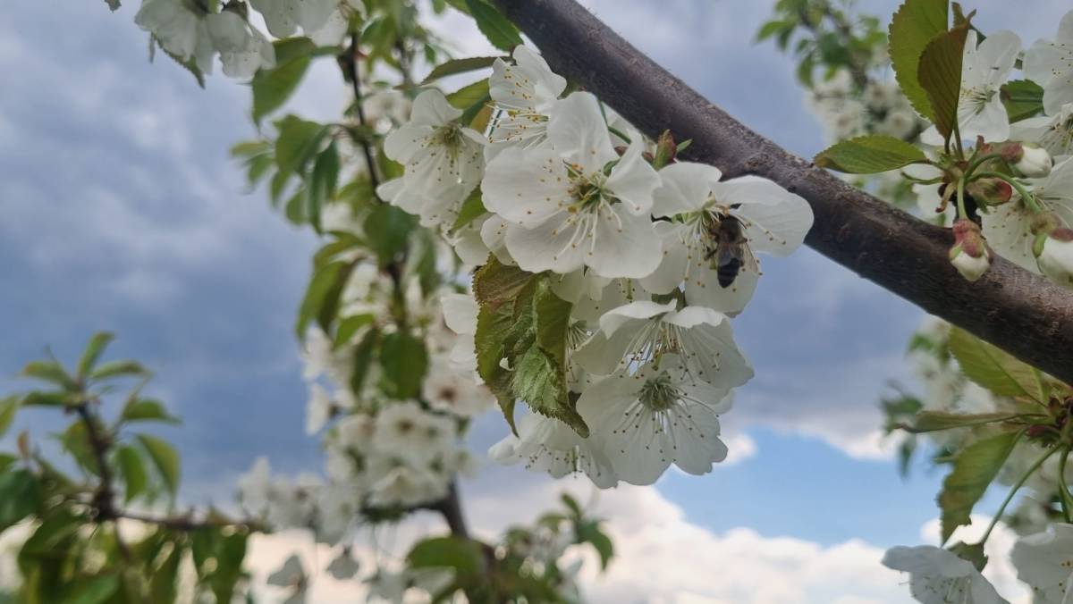 Doğunun Çukurovası Beyaza Büründü: Iğdır’da Görsel Şölen