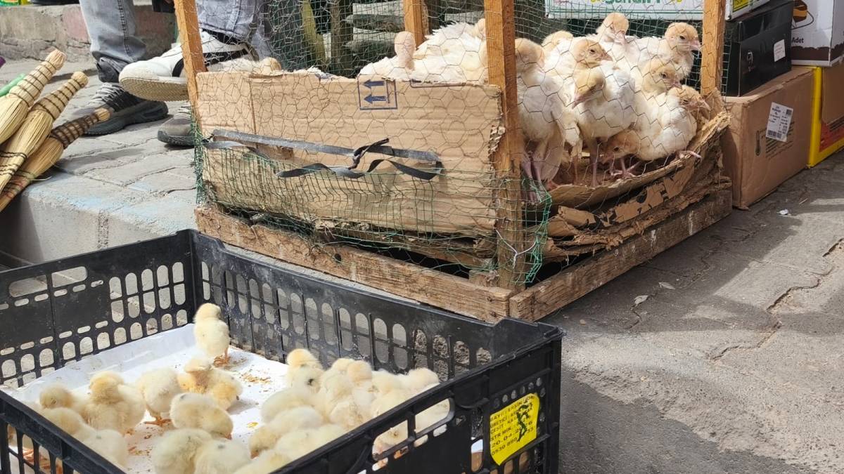 Iğdır’da Renkli Civcivler Vitrine Çıktı