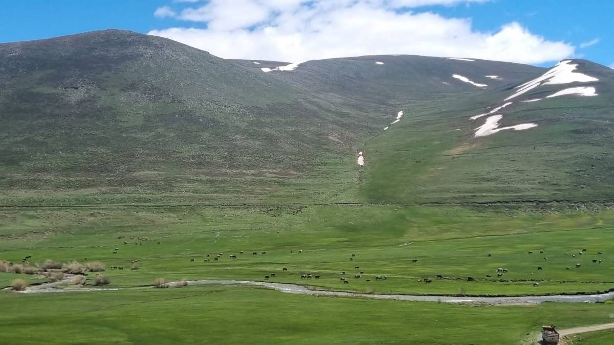Iğdır’ın yüksek rakımı yaylaları koyunlarla şenlendi
