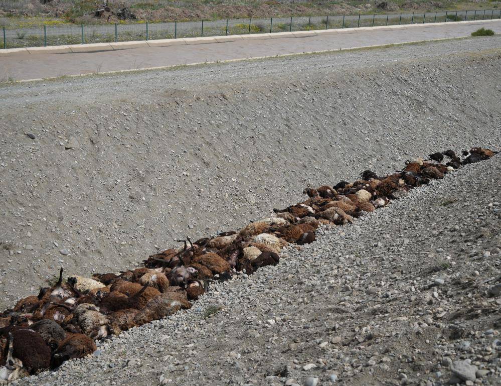 Iğdır'da Arılar Saldırdı, Sürü Birbirini Ezdi: Hasar Tespiti Sürüyor